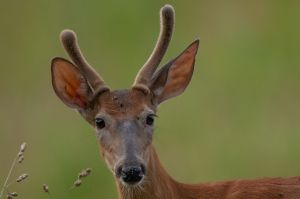 Velvet Deer - Westminster, Maryland|Wildlife