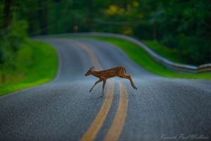 Fawn Crossing Street|Wildlife